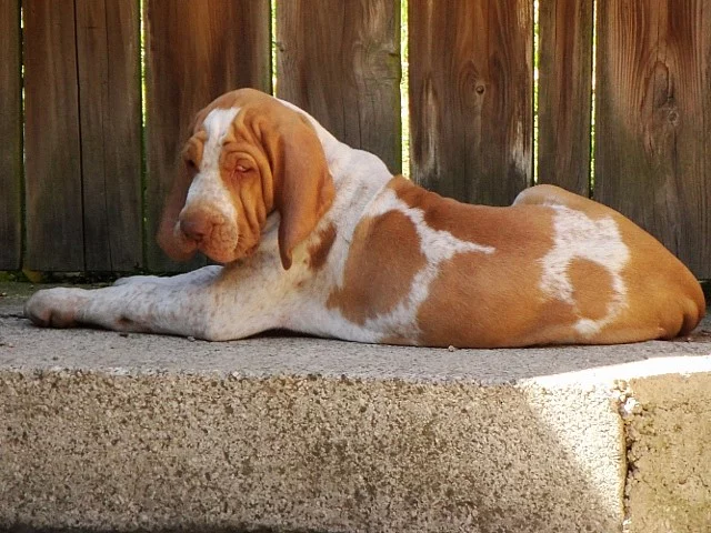 Italský ohař štěňata